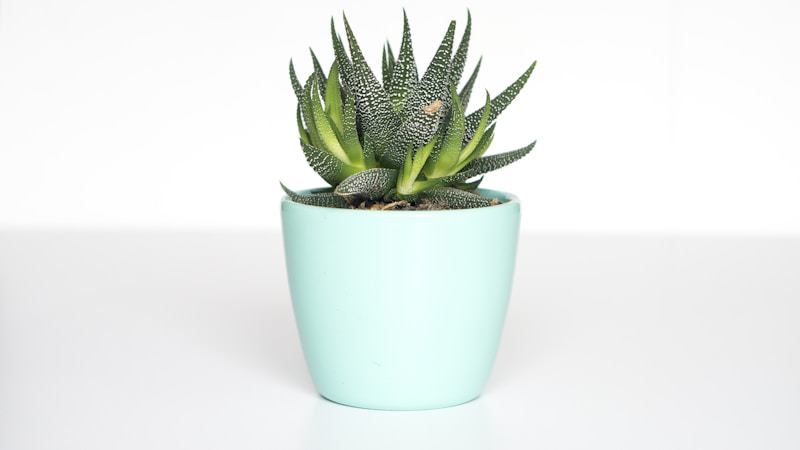 从玫瑰到鸢尾：全球20种经典鲜花品种全解析