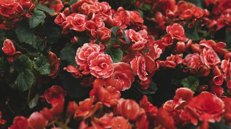 花语花意：解码自然界的无声情书与文化密码