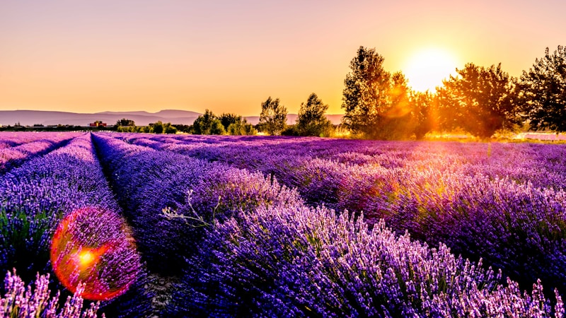 家庭绿植养护全攻略：从浇水到修剪的科学指南