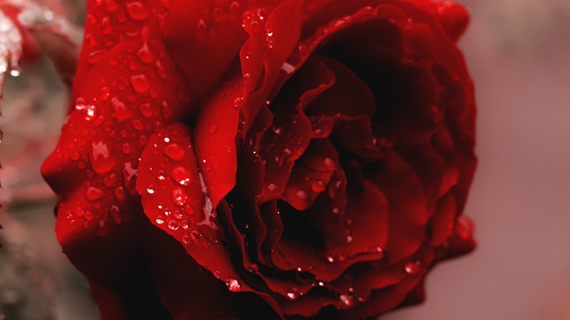 花艺搭配的艺术：解锁色彩、形态与意境的完美融合