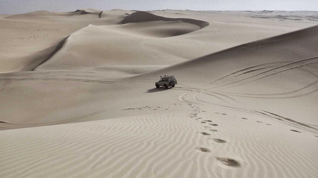 从花瓶到绽放：科学养护让鲜花寿命延长3倍的秘诀