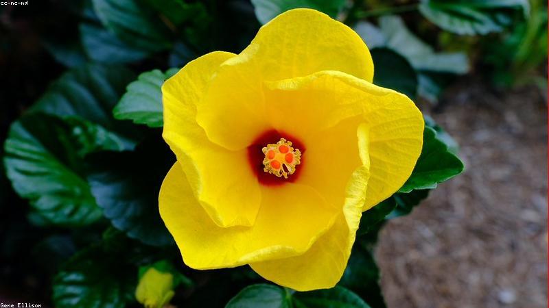 节日用花全解析：从文化寓意到搭配技巧的实用指南