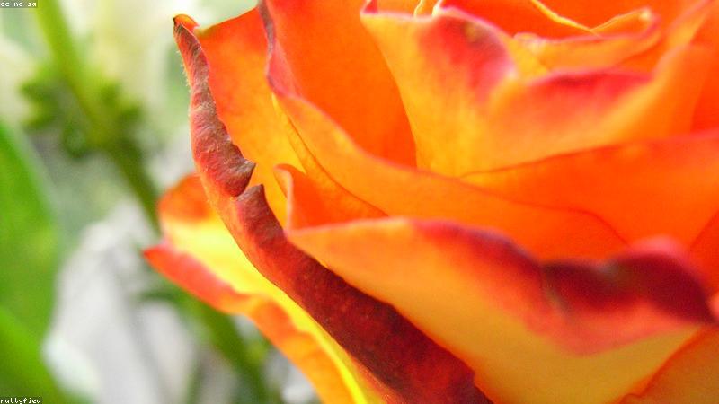 节日用花全指南：从文化寓意到搭配技巧的实用科普