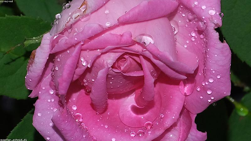 探秘鲜花品种：从常见到珍稀的缤纷世界