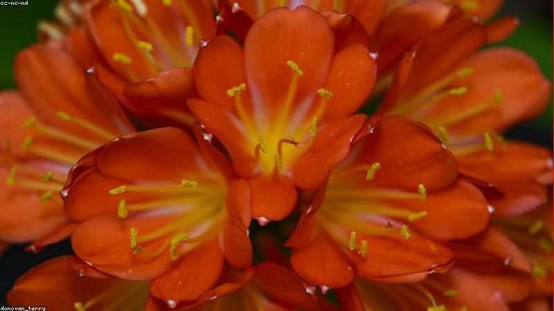 探秘花卉世界：解锁常见与珍稀鲜花品种的奥秘