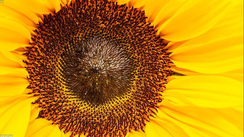 探秘鲜花世界：常见品种与独特魅力全解析