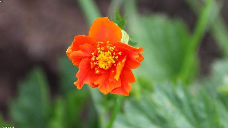 探秘鲜花世界：解锁常见与珍稀品种的奥秘