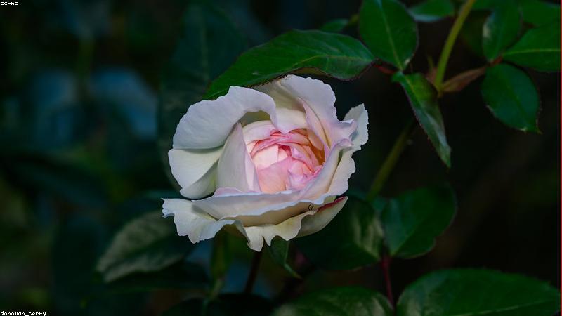 科学养护指南：让你的植物健康生长的五大黄金法则