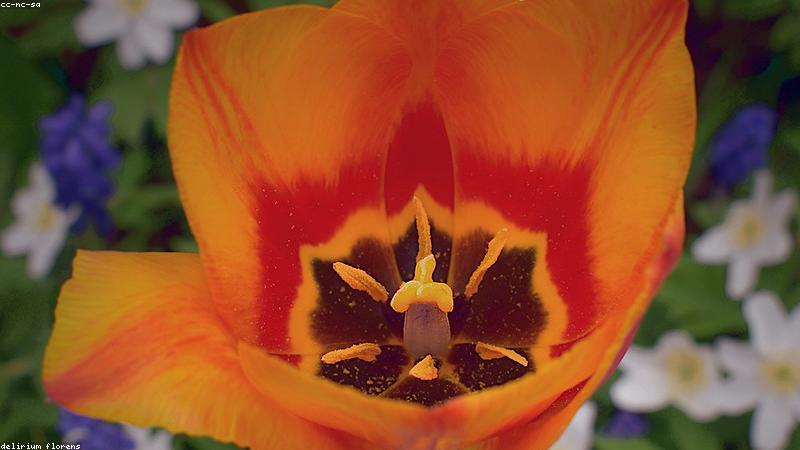 解锁花艺美学：掌握花材搭配的黄金法则