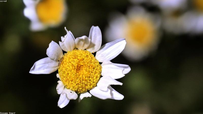 花语花意：解码自然界的浪漫密码与文化密码