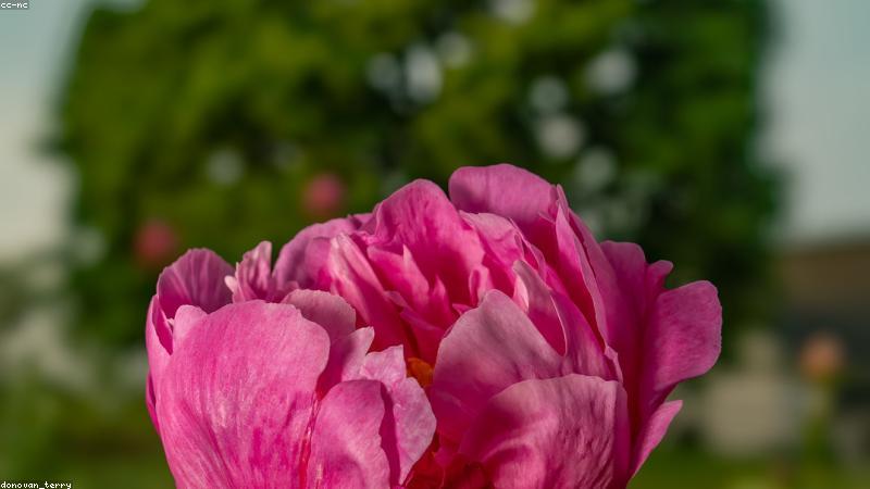 从玫瑰到鸢尾：解锁全球10大经典鲜花品种的奥秘